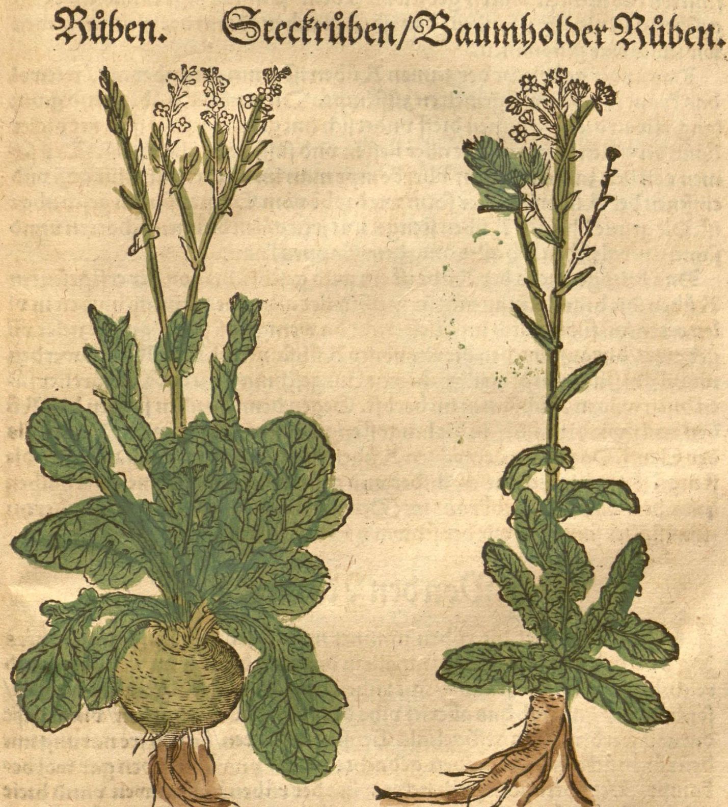 Rueben-Steckrueben-Baumholder-Rueben.jpeg