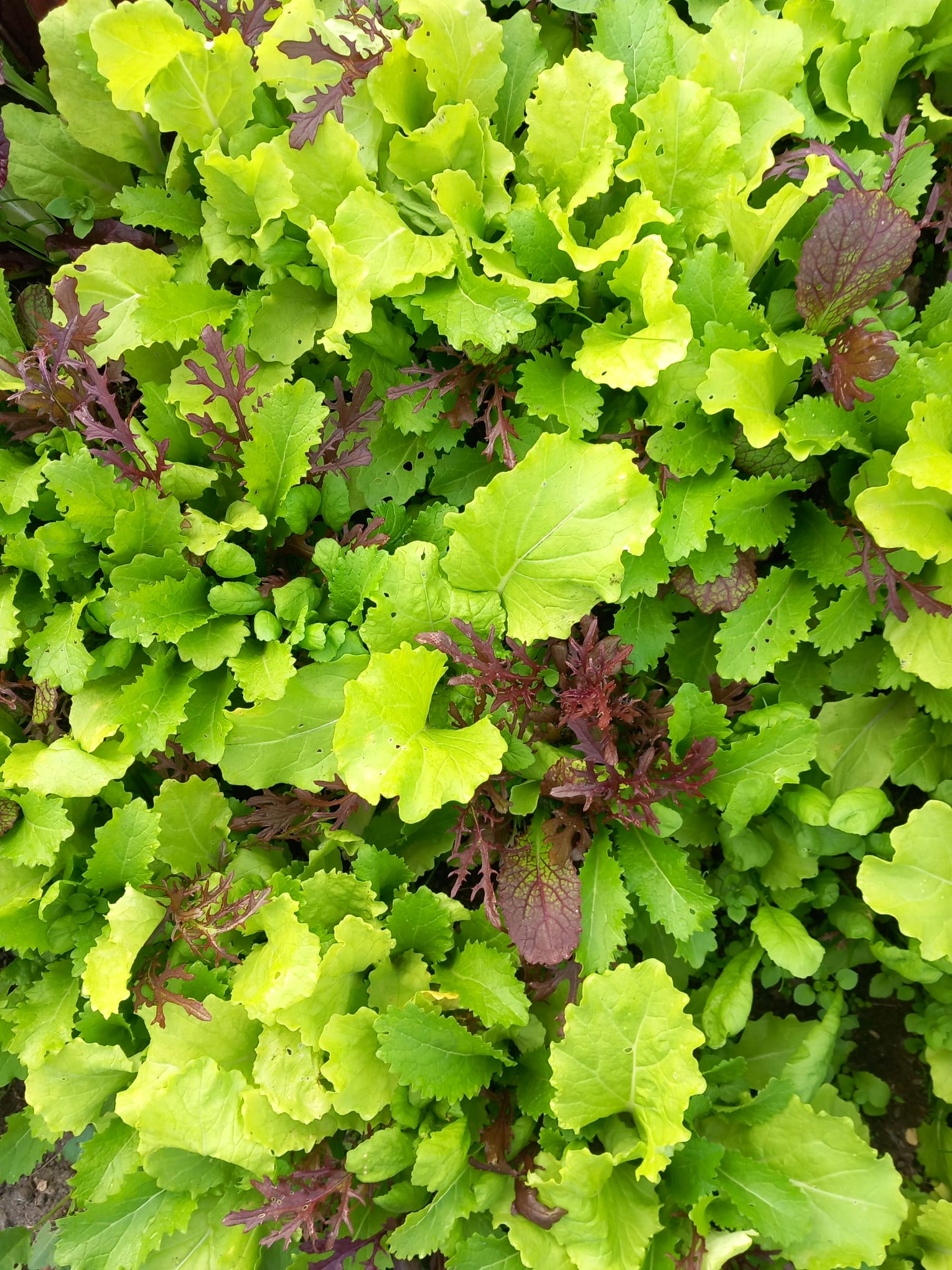 WhatsApp%20Image%202026-04-08%20at%2018.49.24%20%281%29