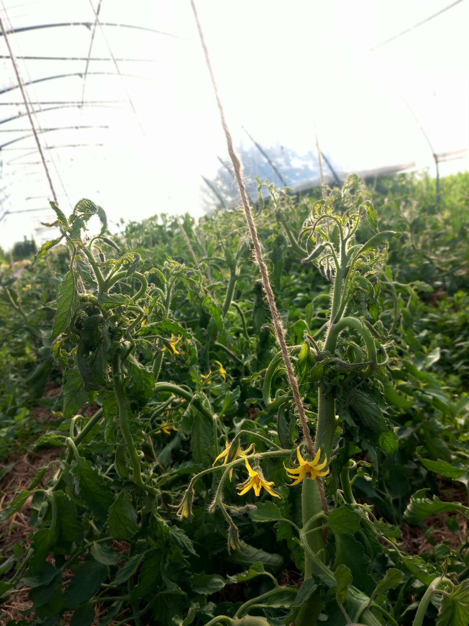 1000041381